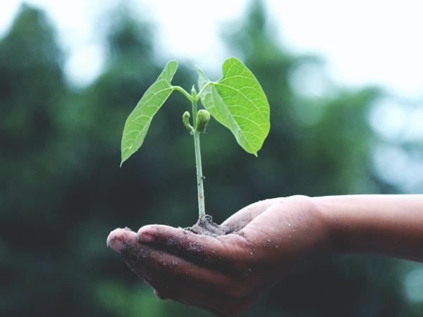 hands holding plant