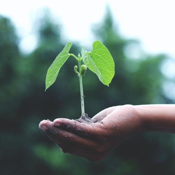 hands holding plant